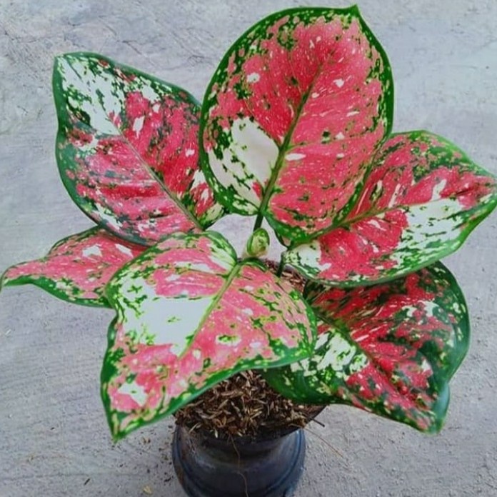 PROMO BIG SALE TANAMAN HIAS AGLONEMA THREE COLOUR - POHON AGLONEMA TRICOLOR TERMURAH