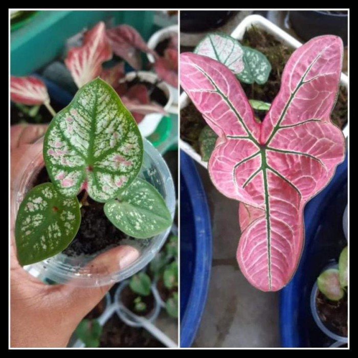 HOT SALE BARANG TERBARU /// STOCK BARU TANAMAN HIAS CALADIUM ARINI MENARI TERLARIS