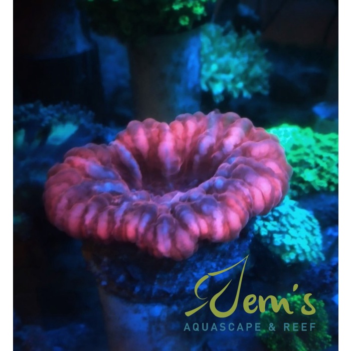 

Bestseller Coral Sinarina Merah (Red Cynarina)