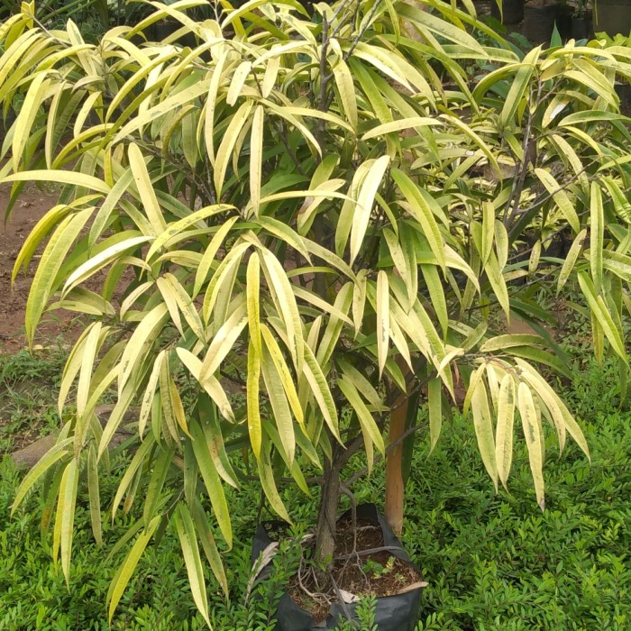 HOT SALE TANAMAN BERINGIN KERATON GOLDEN TINGGI 1 METER TERMURAH