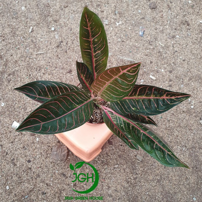 FLASH SALE AGLONEMA BLACK POS TERBARU