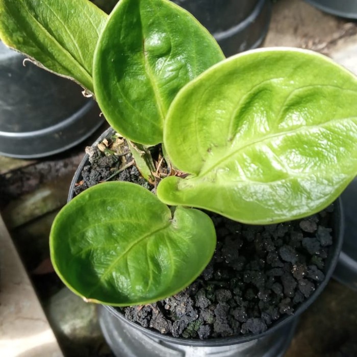 HOT SALE ANTHURIUM MANGKOK RASPUTIN ( ORI ) TERBARU