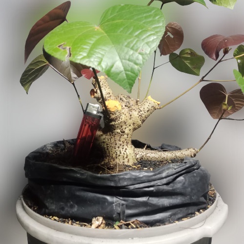 MUST HAVE!! BAHAN BONSAI WARU MERAH PECAH BATANG PROGRAM AKAR BOGEL MAME SMALL TERLARIS