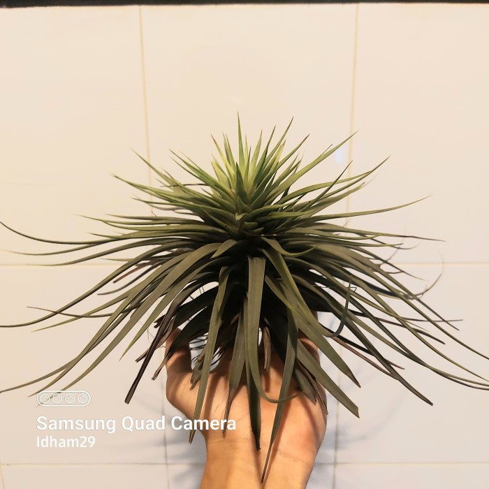 HOT SALE TILLANDSIA CONCOLOR TERBARU
