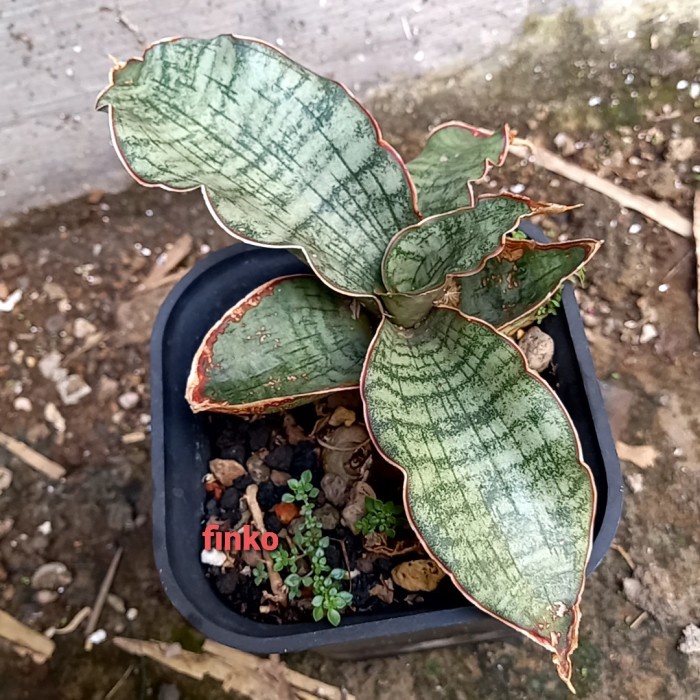HOT SALE SANSEVIERIA SP. TANZANIA WHITE FORM. (A) TERLARIS