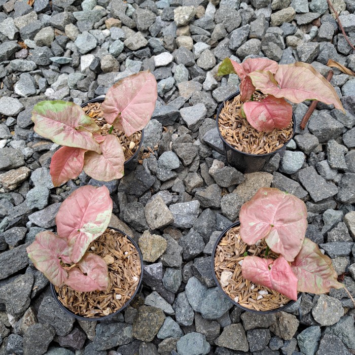 FLASH SALE SYNGONIUM PINK CANDY TERLARIS