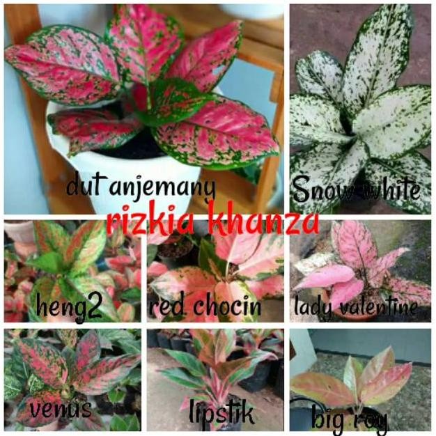 PROMO PAKET BUNGA AGLONEMA 8 JENIS TERMURAH
