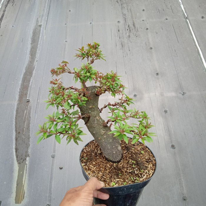 MUST HAVE IS BONSAI PUSAKA MICRO TERLARIS