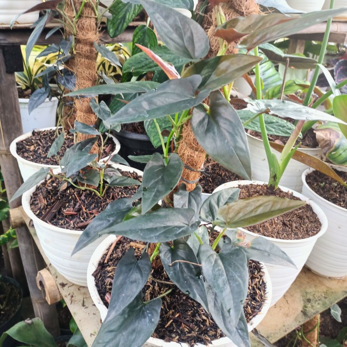 MUST HAVE TANAMAN HIAS SINGONIUM RED ARROW SINGONIUM BLACK ERYTHROPHILLUM TERBARU