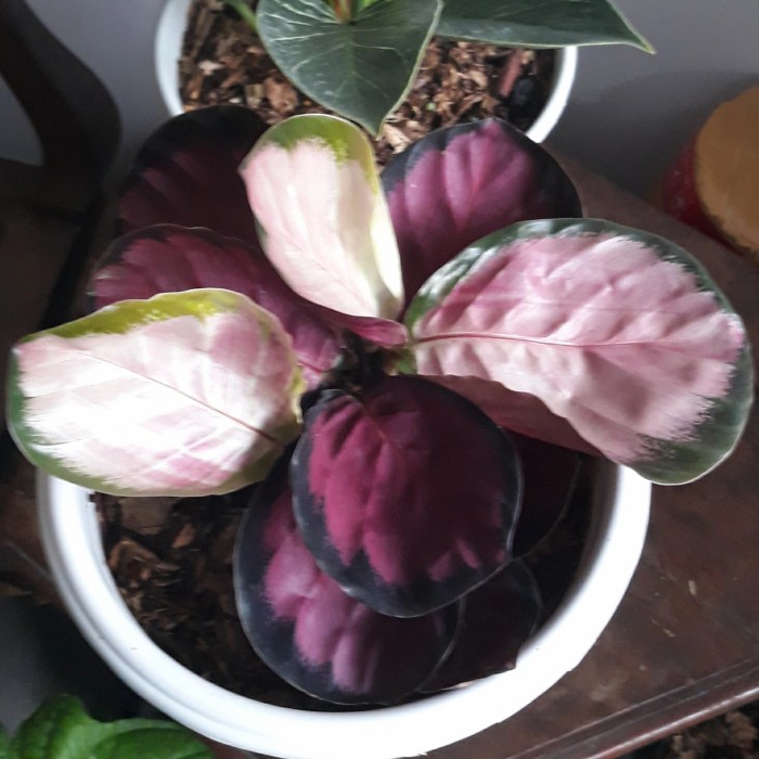 DISKON SPESIAL CALATHEA CRIMSON RIMBUN TERMURAH
