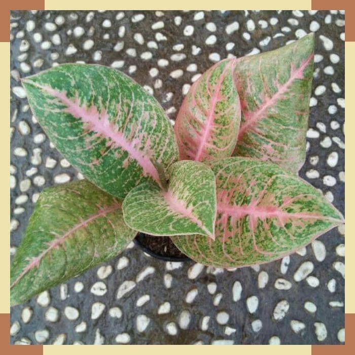 MUST HAVE TANAMAN HIAS AGLONEMA HARLEY QUINN - AGLONEMA HARLEYQUINN TERBARU