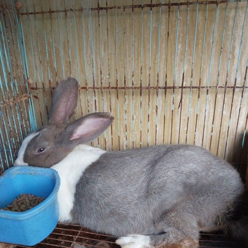 Indukan Kelinci Ras Dutch & 4 Anaknya