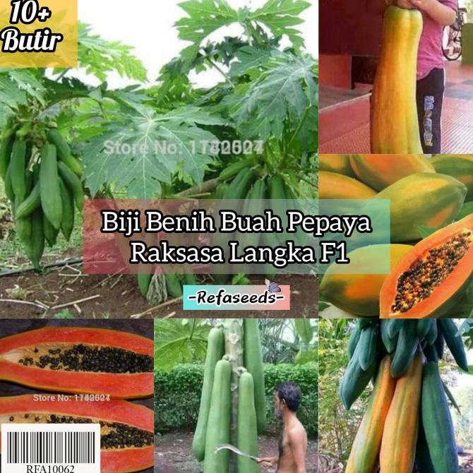 New Biji Bibit Pepaya Raksasa F1 Import / Benih Pepaya Jumbo / Bear Brand