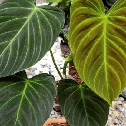 Promo Philodendron Splendid /Philo Splendid/Melanocharysum X Verucosum