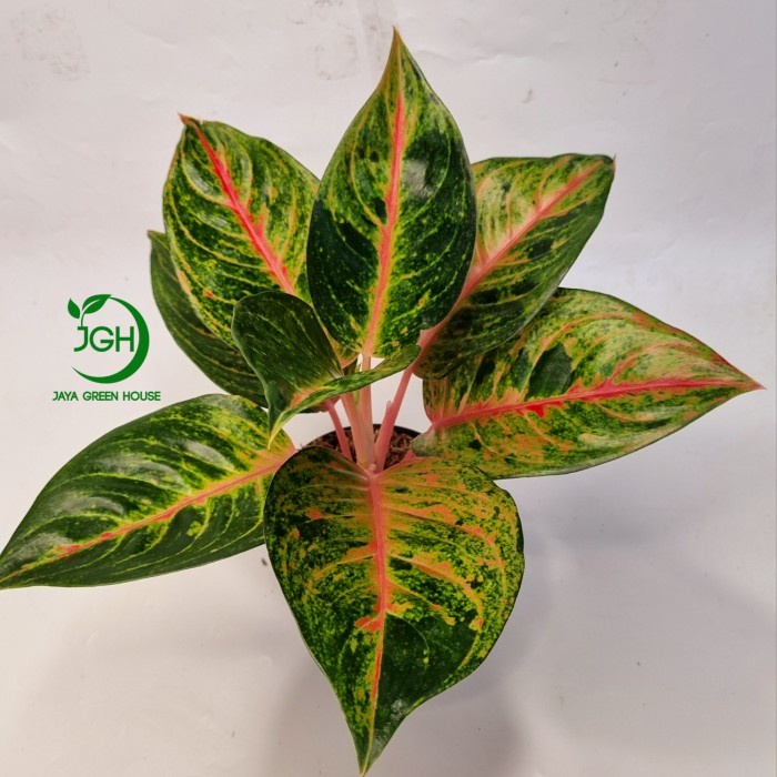 PROMO AGLONEMA MAHAMERU TERLARIS