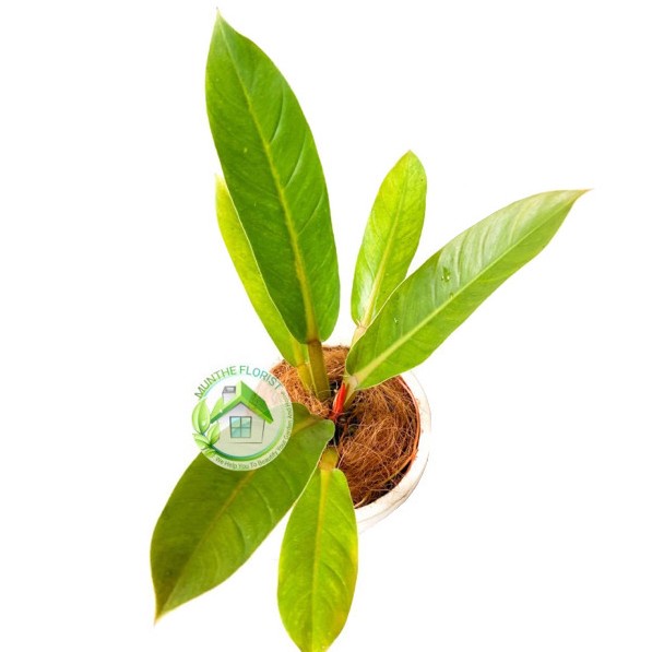 PROMO PHILODENDRON MELODII INDOOR TERBARU