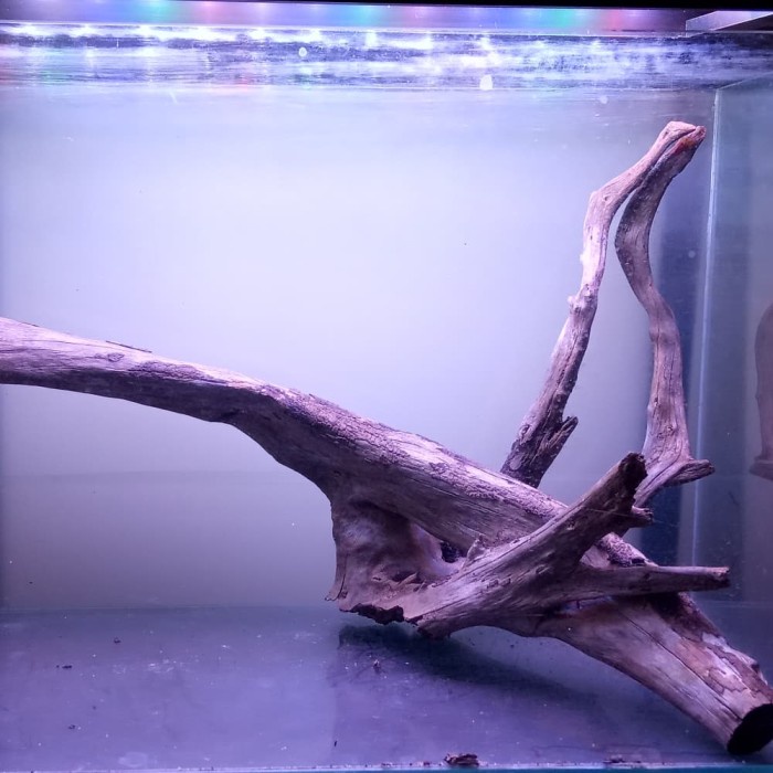 FLASH SALE KAYU SANTIGI AQUASCAPE 60CM TERMURAH