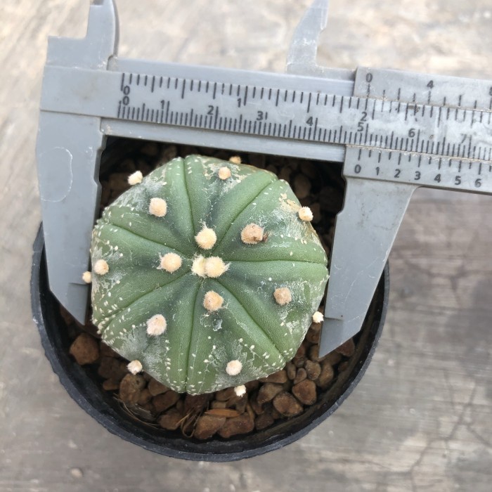 HOT SALE SALE KAKTUS ASTRO ASTERIAS AIBO ~4.5CM ASTROPHYTUM ASTERIA OIBO TERLARIS