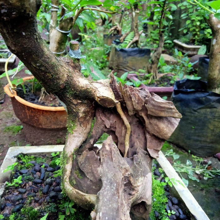 DISKON SPESIAL BAHAN BONSAI WAHONG GUNUNG BERKARAKTER TERBARU TERMURAH