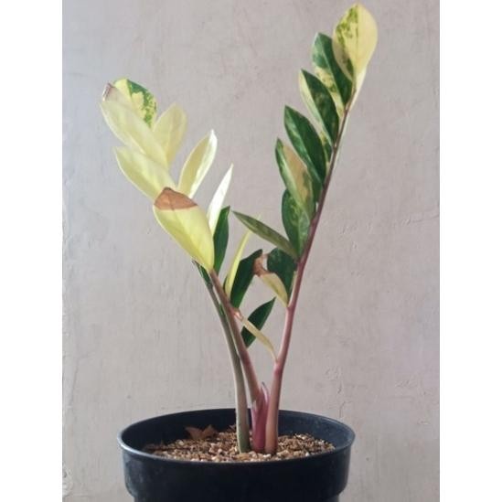 MUST HAVE TERLARIS ZAMIA KULKAS VARIGATA MURAH TERBARU