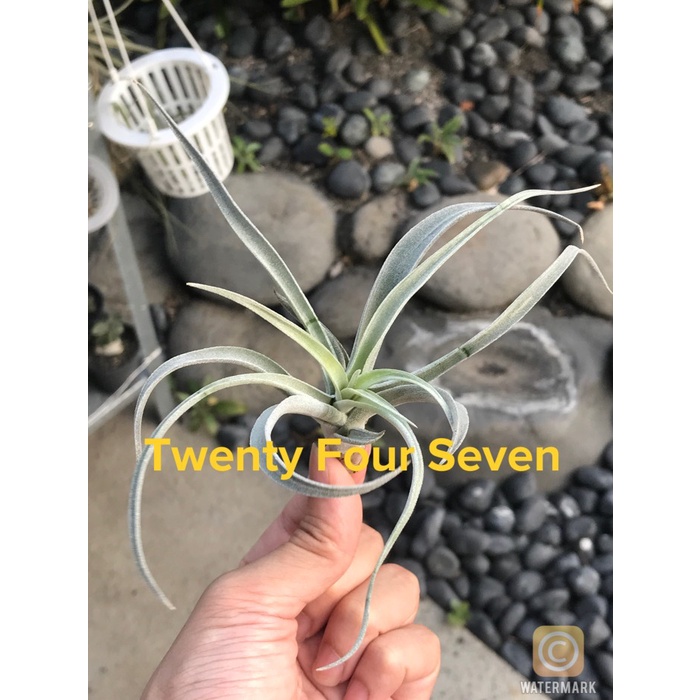 MUST HAVE TILLANDSIA HARRISII KECIL AIR PLANT TANAMAN TANPA MEDIA TANAH TERBARU
