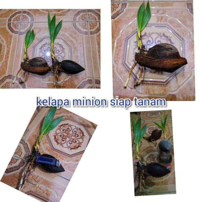 HOT SALE TERBAIK BONSAI KELAPA MINIONKELAPA SIAP TANAMBONSAI KELAPA TERLARIS