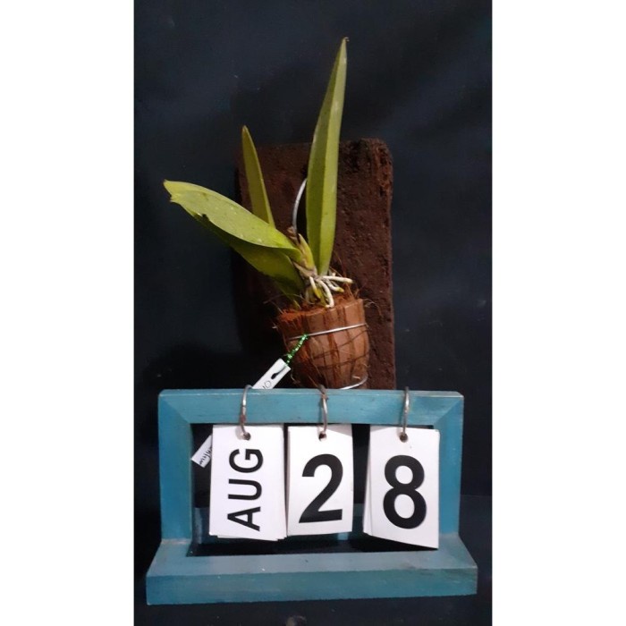 HOT SALE SALE TRICHOCENTRUM / ONCIDIUM LANCEANUM DEWASA MURAH TERMURAH