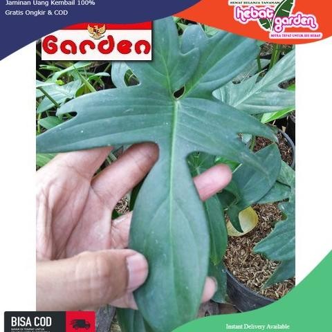 DISKON SPESIAL DISKON PHILODENDRON FLORIDA BEAUTY RED STEAM - PHILO KUKU BIMA HIJAU TERLARIS