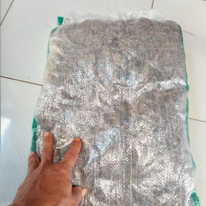 HOT SALE MEDIA TANAM LUMUT HIDUP MOSS FOREST KEMASAN 1 KARUNG TERBARU