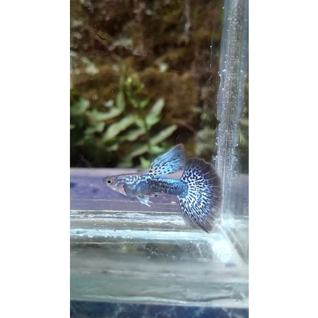 stiker guppy blue dragon