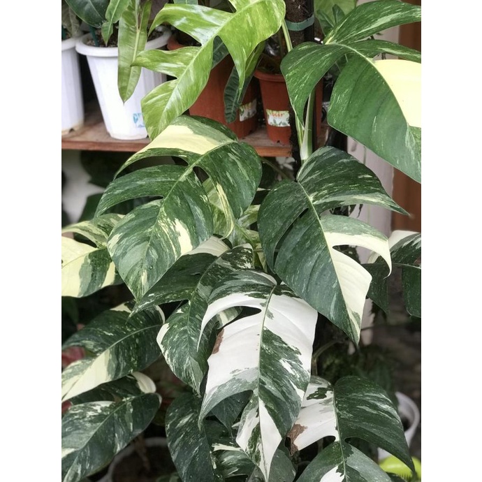 Terbaru Epipremnum Pinnatum Variegata Albo Tanaman