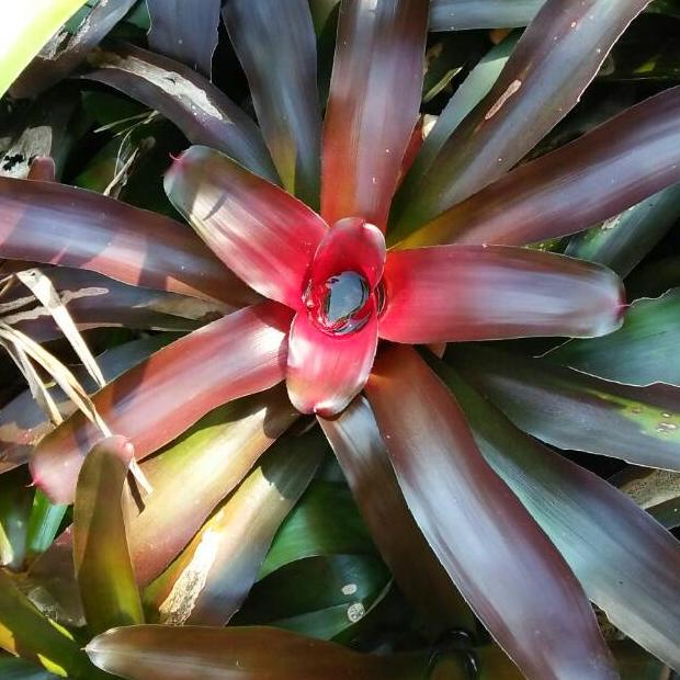 Diskon Bromelia Merah Besar Wxy