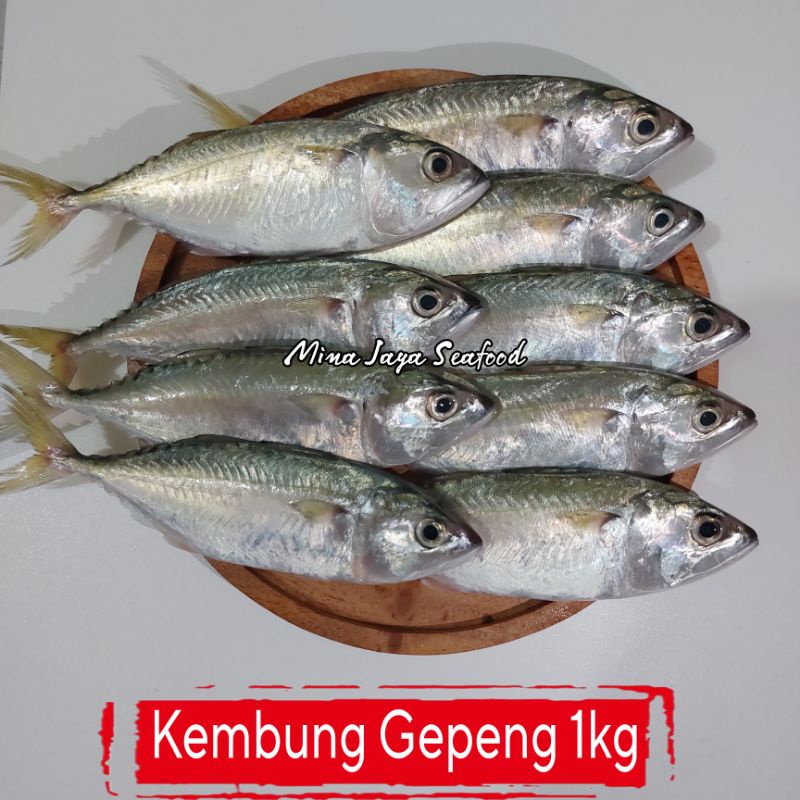 

Ikan Kembung Gepeng 1KG / FREE SUDAH DIBERSIHKAN
