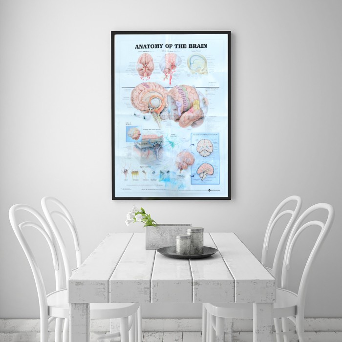 PROMO MANUSIA ANATOMI OTAK POSTER ANATOMI BAGAN TUBUH MANUSIA TERLARIS