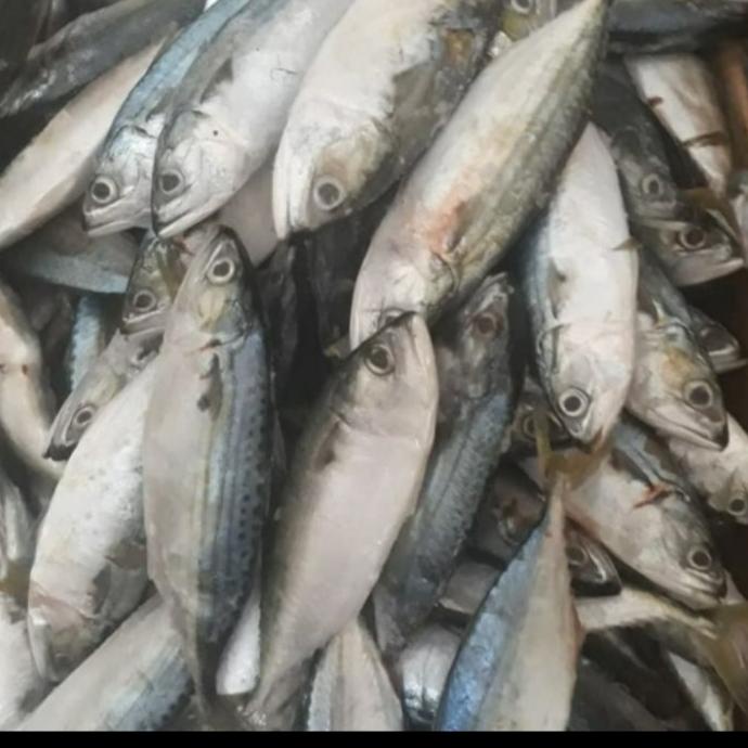 

jual ikan kembung banjar fresh