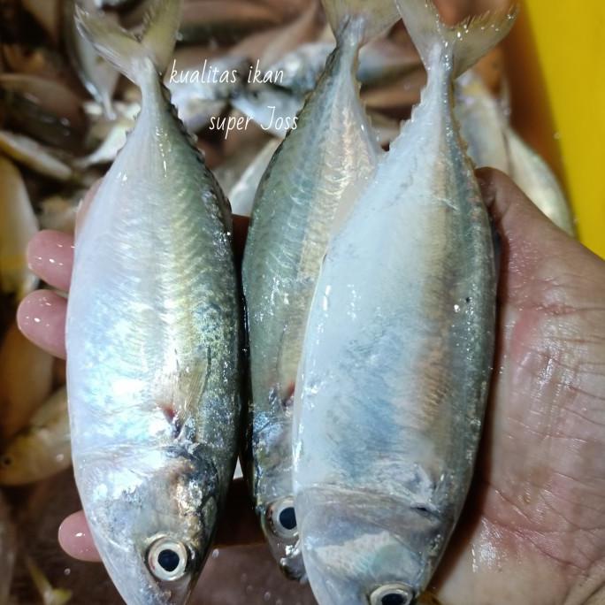 

ikan kembung gepeng segar harian kualitas super premium 1 kg