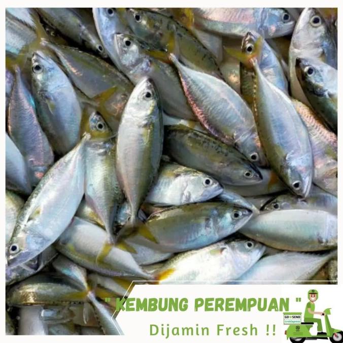 

Ikan Kembung Perempuan 1 Kg