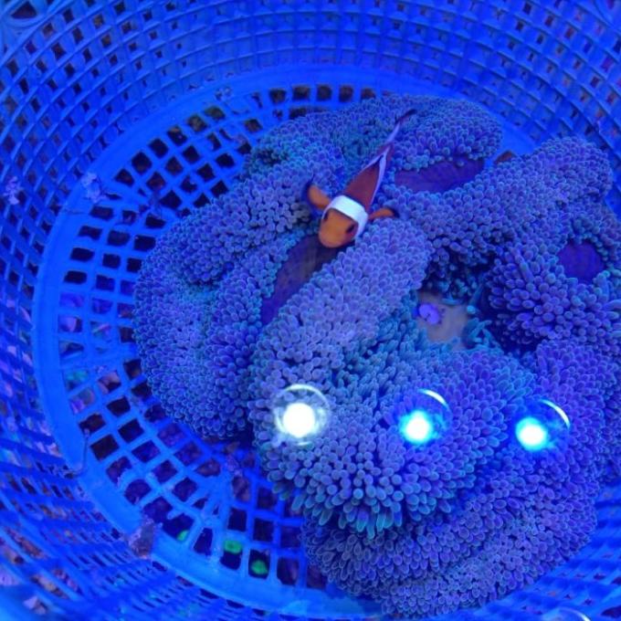 Terbaru Anemon Karpet
