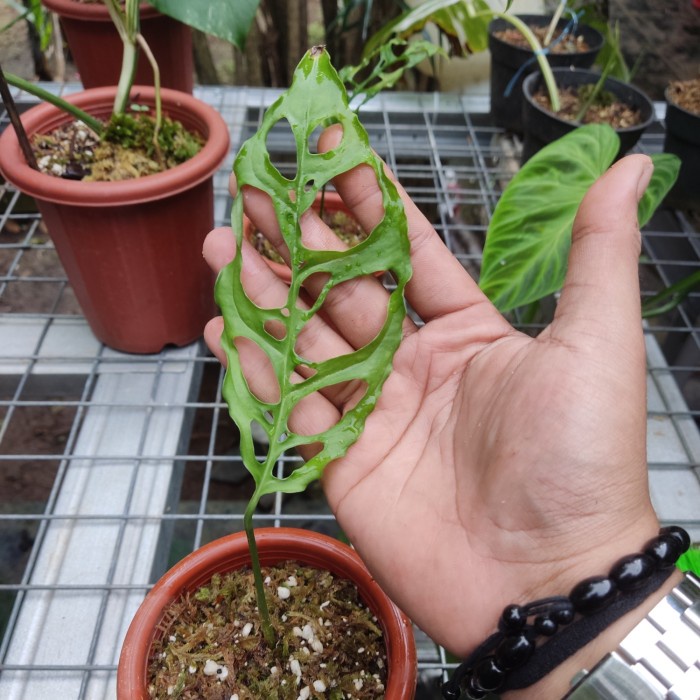 MONSTERA OBLIQUA PERU - MONSTERA OBLIQUA - MONSTERA OBLIGQUA PERU ORIGINAL