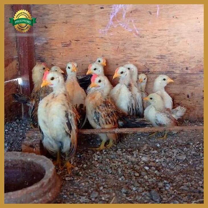 Indukan Ayam Serama Produkan Pacek sepasang bukan siapan yenniarianti_