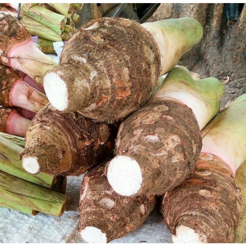 

Ubi Talas Pratama 2 / 1 kilogram