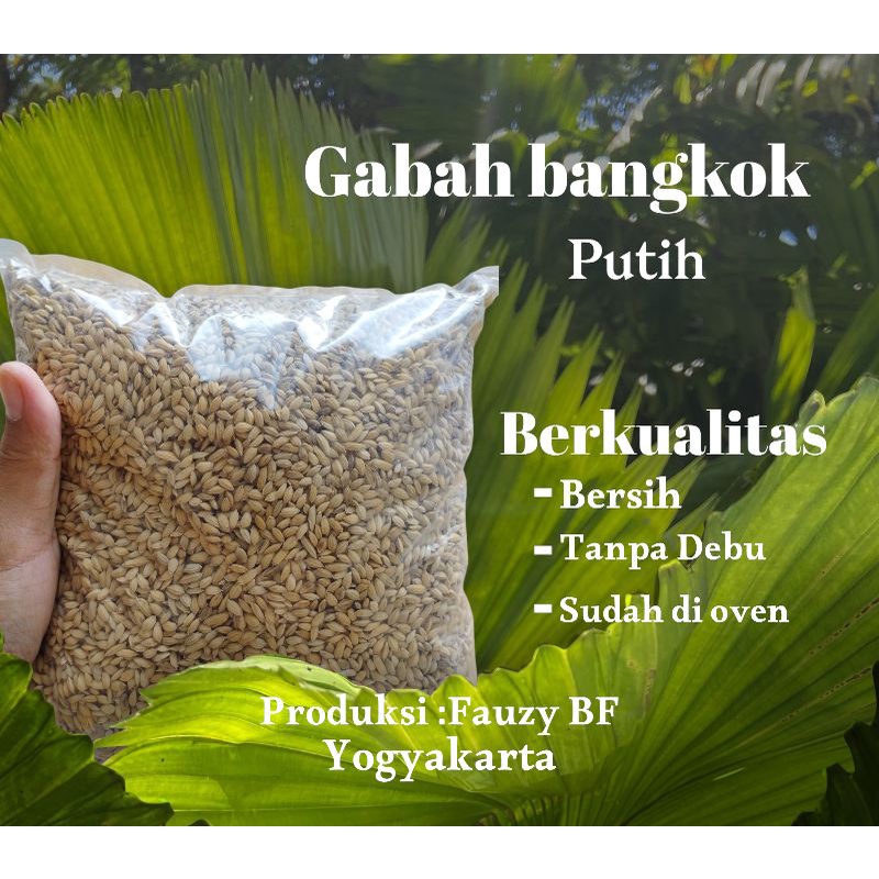 Gabah Bangkok Putih 1kg Sudah Bersih Sudah Di Oven