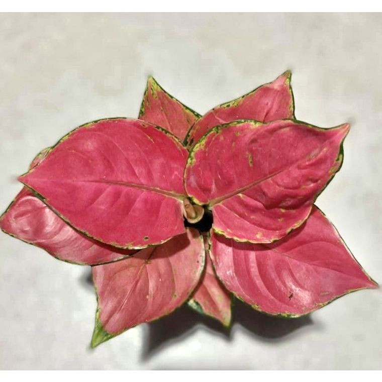 Booming.. PINK CATRINA - Tanaman Hias Aglonema / Aglaonema