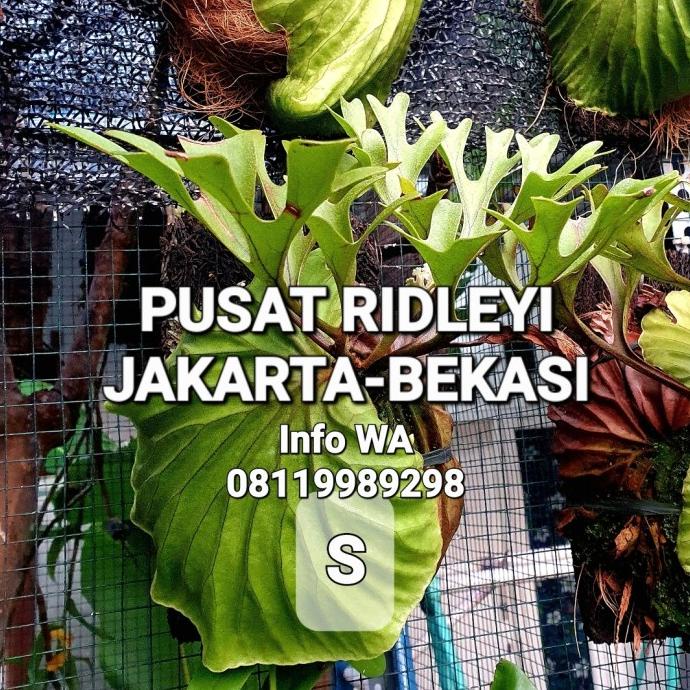 PLATYCERIUM RIDLEYI / SIMBAR MENJANGAN / TANDUK RUSA