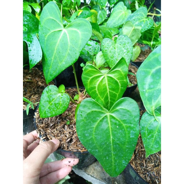 anakan kuping gajah tarantula