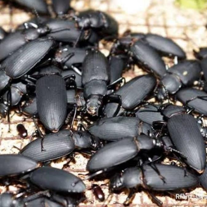 Paket Ternak Ulat Jerman Isi 50 Pcs Indukan Kepik Kumbang Siap Ternak Free Ongkir Dan Bisa Cod