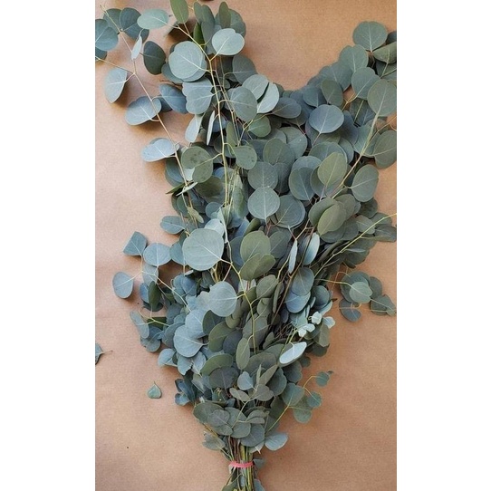 

6.6 Eucalyptus Populus (Daun Import Segar)