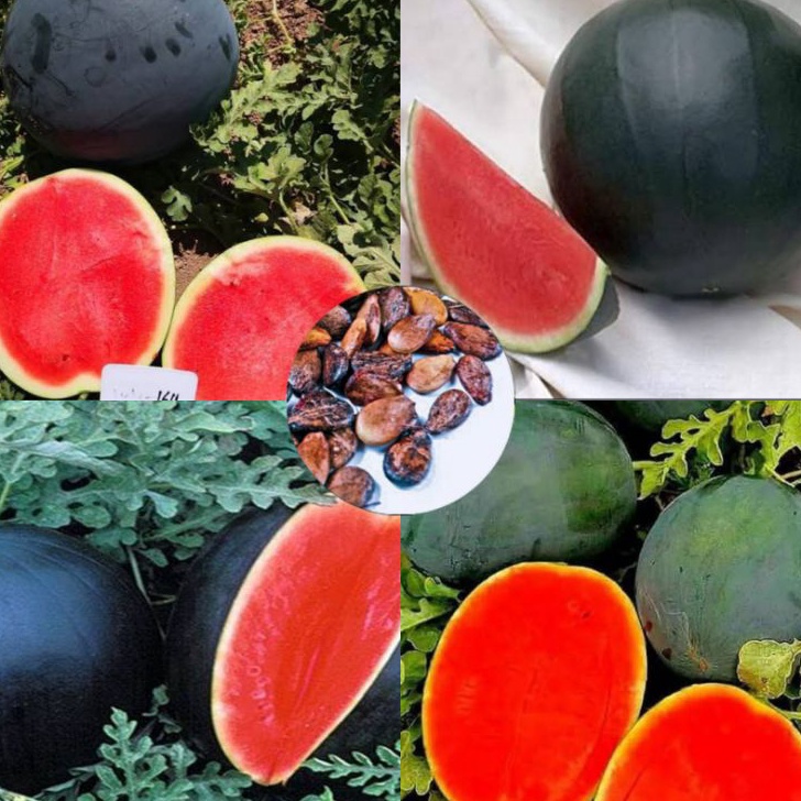 XFSV2742 Jangan Sampai Kehabisan  1 Pak (100 Benih) Semangka Hitam Jepang Non Biji Kemasan Original 