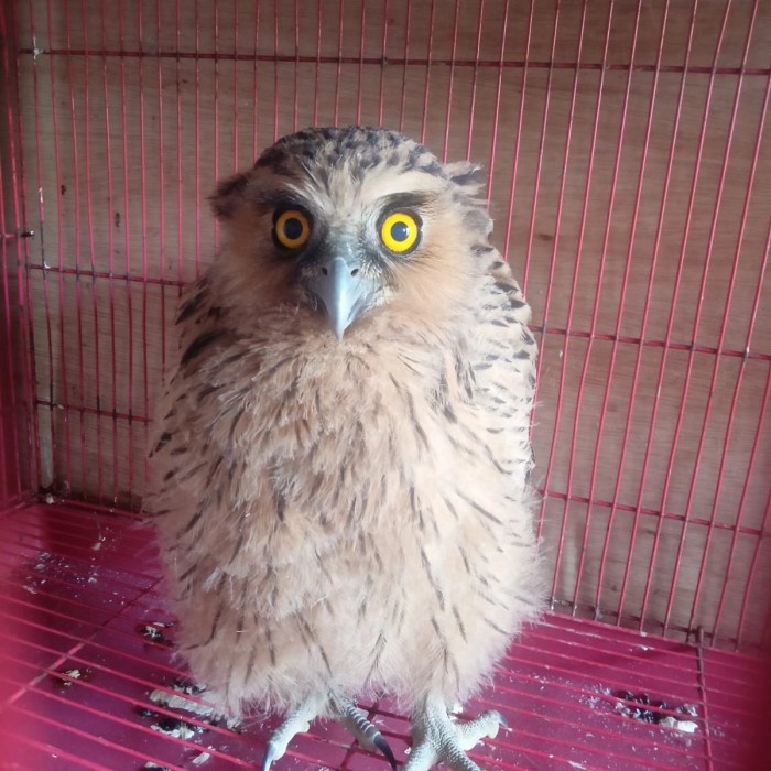 Burung Hantu Limbad Buffy Fish Owl Promo