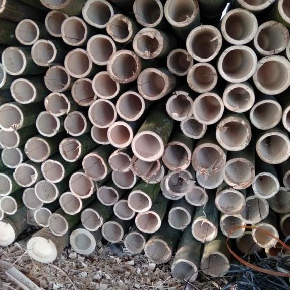 Buruan beli] bambu petung layangan